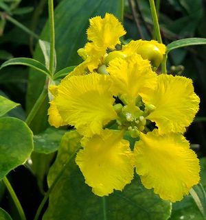 Brazilian Golden Orchid Vine, Yellow Orchid Vine, Amazon Vine, Golden Creeper, Stigmaphyllon ciliatum